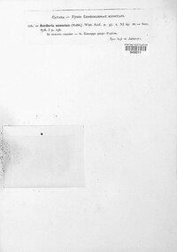 Triangularia anserina image
